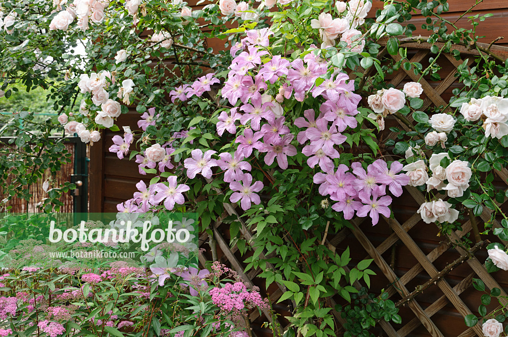 486036 - Clématite (Clematis Comtesse de Bouchaud) et rosier grimpant (Rosa Schneewittchen)