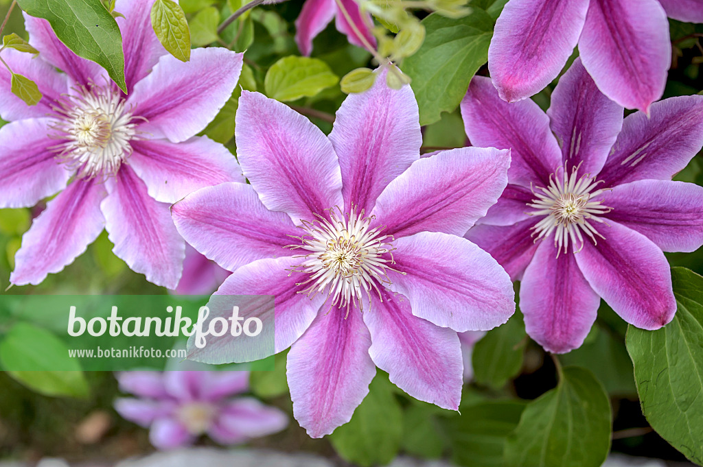 547113 - Clématite (Clematis Dr. Ruppel)