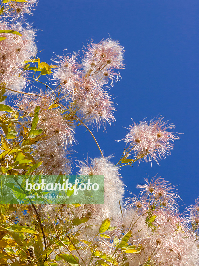 406035 - Clématite (Clematis glauca) au soleil sur un ciel bleu profond