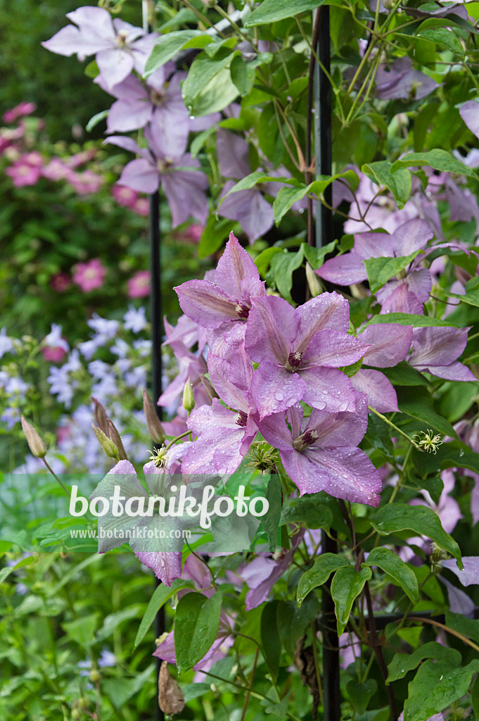 510052 - Clématite (Clematis Hagleys Hybrid)