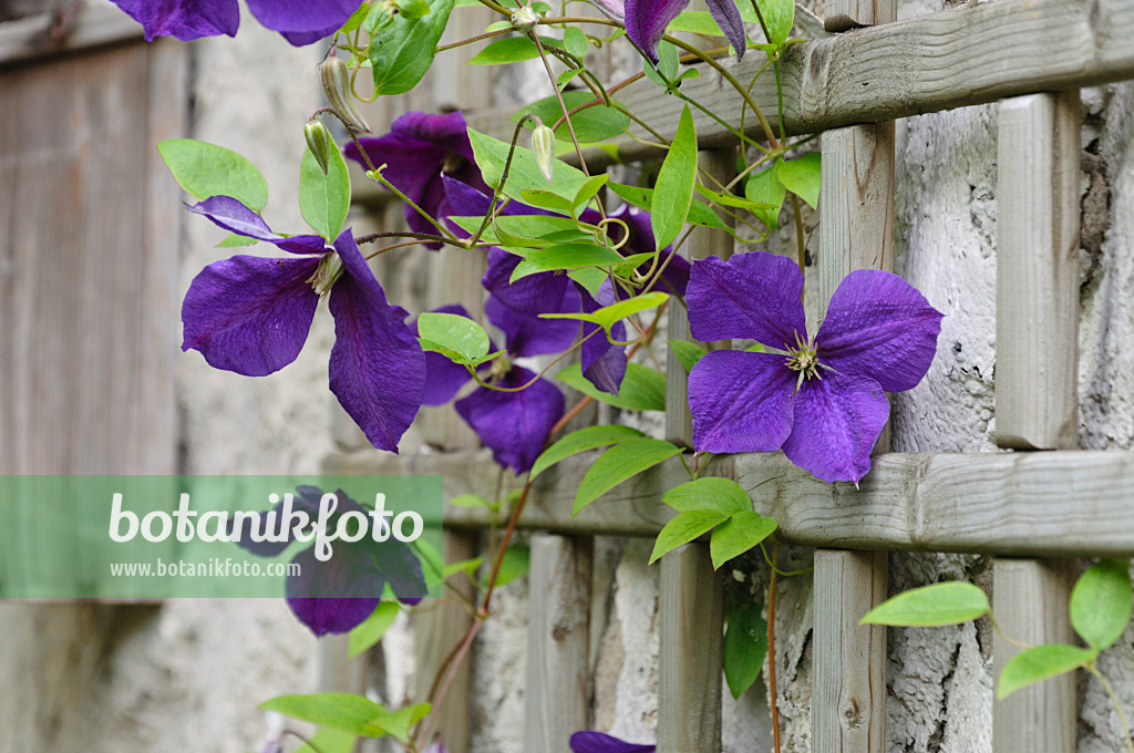 473277 - Clématite (Clematis x jackmanii)