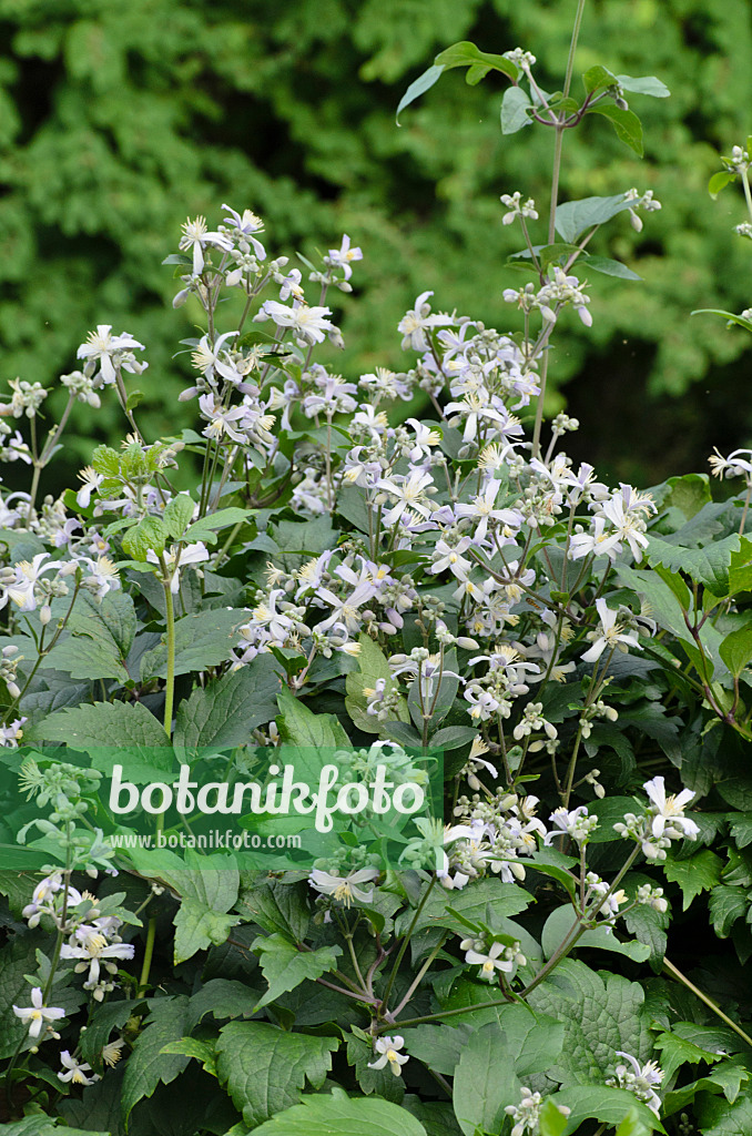 498093 - Clématite (Clematis x jouiniana 'Praecox')