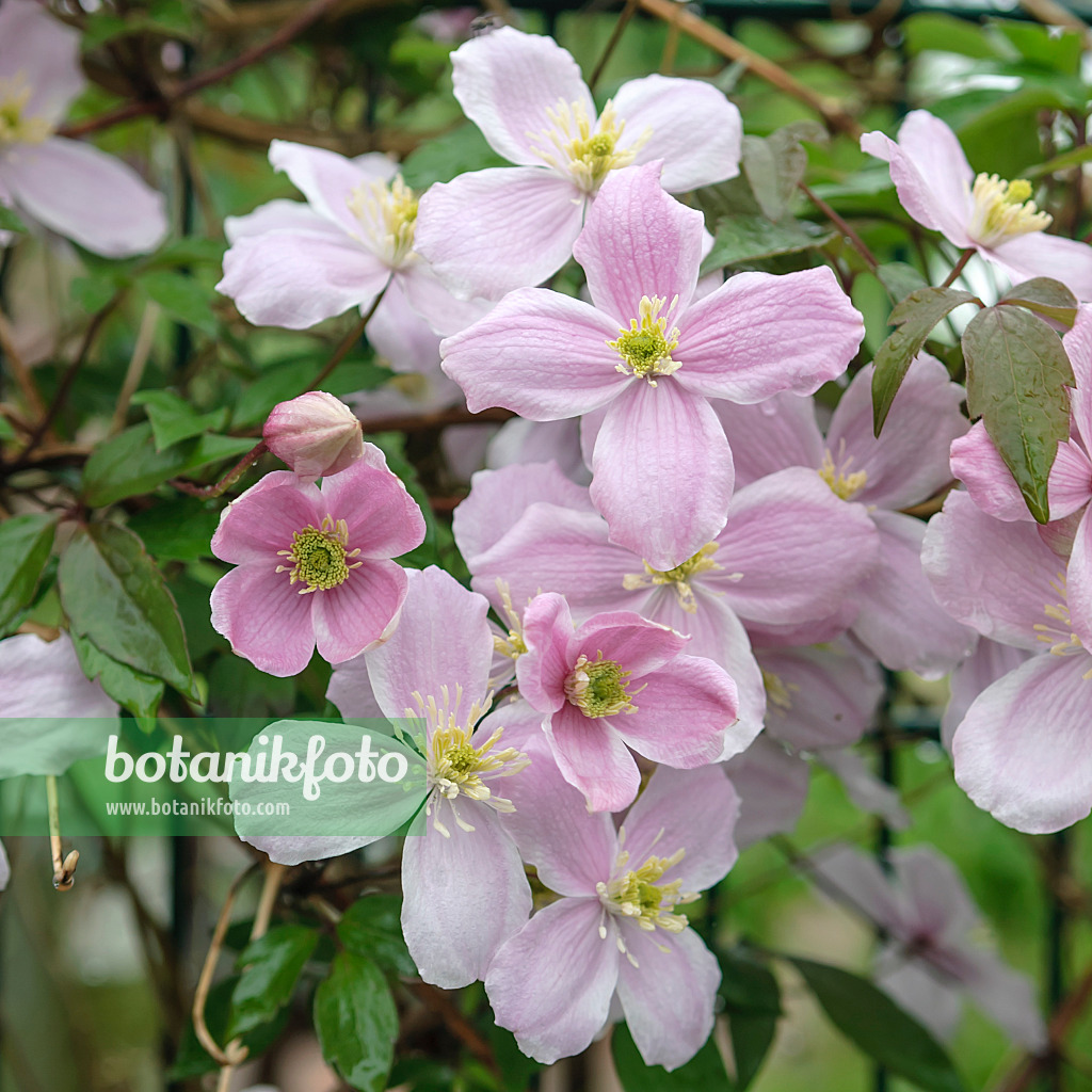 547114 - Clématite (Clematis Mayleen)