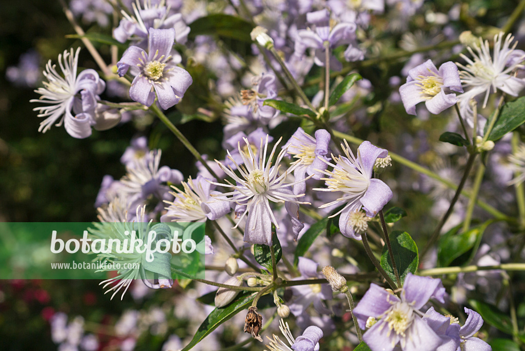 573086 - Clématite (Clematis Mrs Robert Brydon)