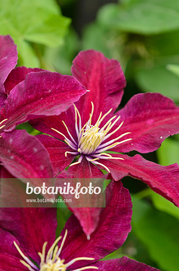 521308 - Clématite (Clematis Niobe)