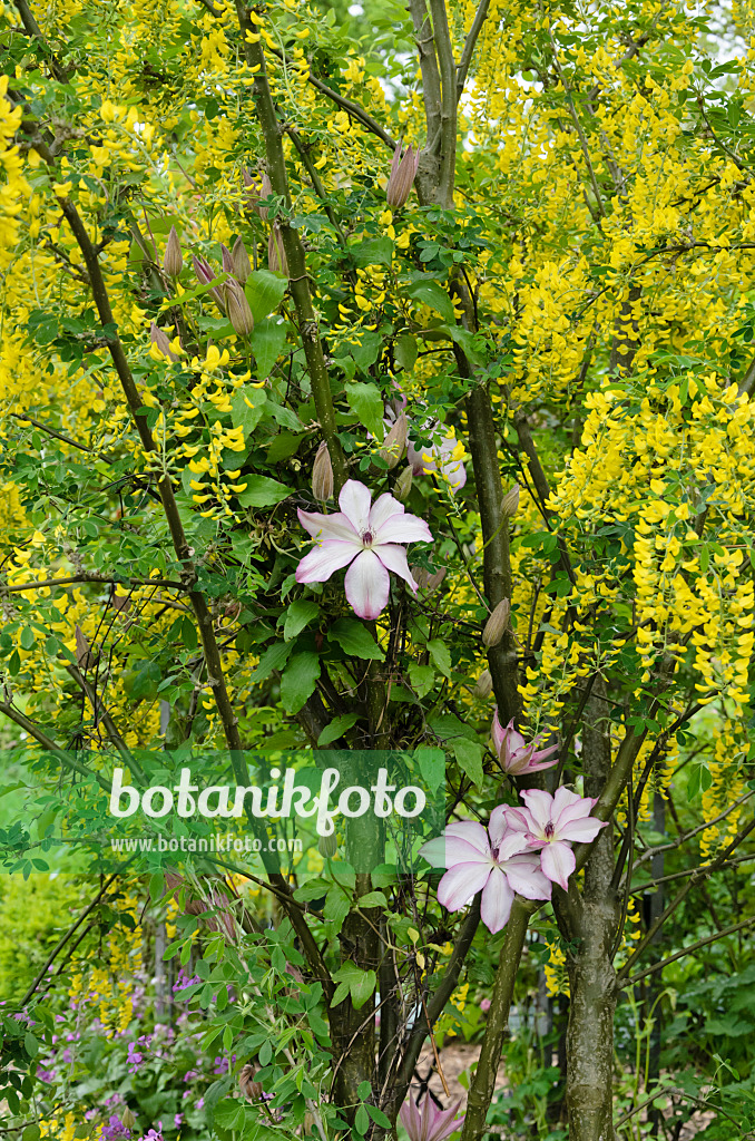 544119 - Clématite (Clematis Omoshiro) et cytise faux ébénier (Laburnum anagyroides)