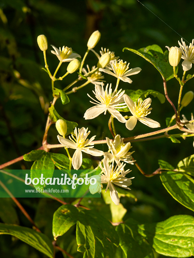 464084 - Clématite (Clematis pierottii)