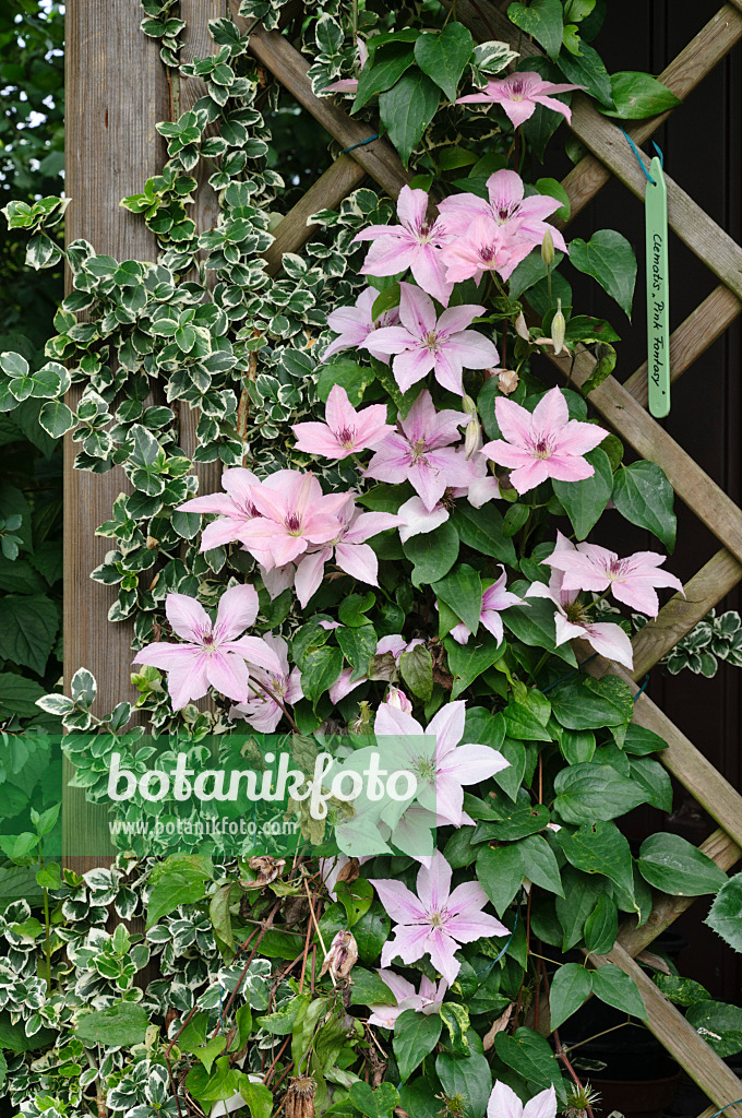 474098 - Clématite (Clematis Pink Fantasy)