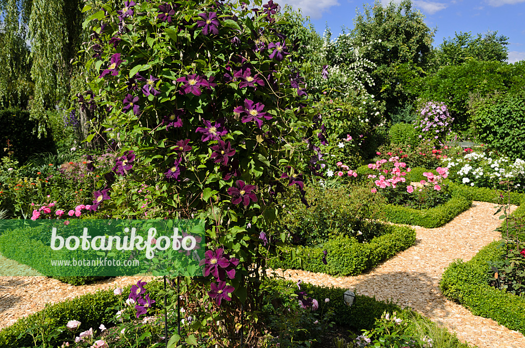 534052 - Clématite (Clematis) et rosiers (Rosa) dans une roseraie