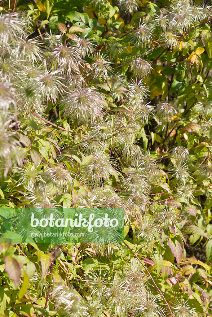 573109 - Clématite (Clematis serratifolia)