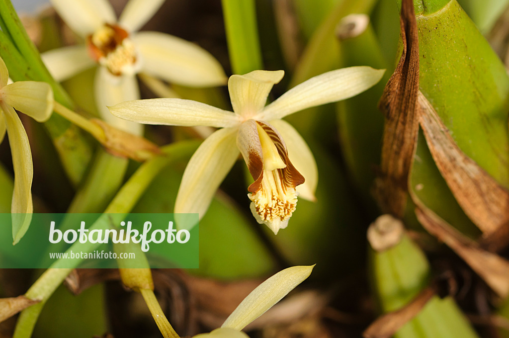 481029 - Coelogyne tomentosa