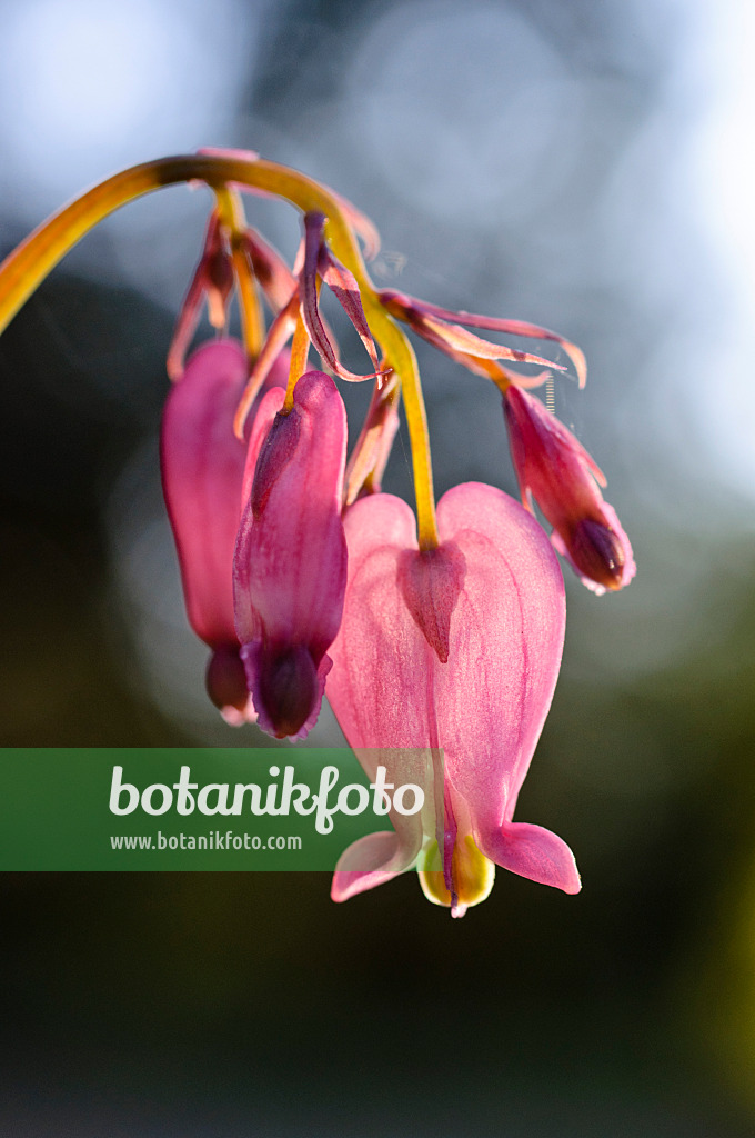 471119 - Cœur de Marie (Dicentra eximia)