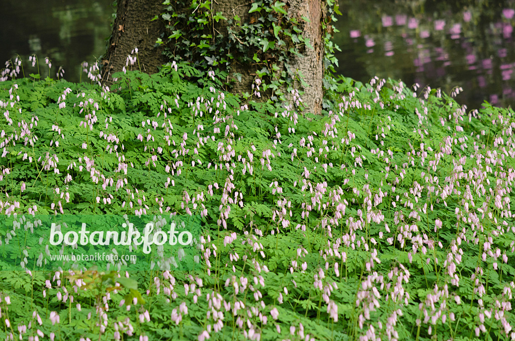 520445 - Cœur de Marie (Dicentra eximia)