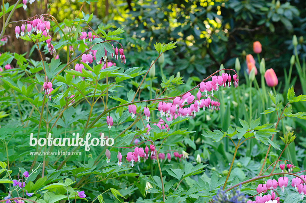 471258 - Cœur de Marie (Lamprocapnos spectabilis syn. Dicentra spectabilis)