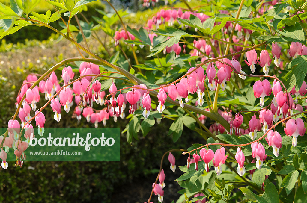 495358 - Cœur de Marie (Lamprocapnos spectabilis syn. Dicentra spectabilis)