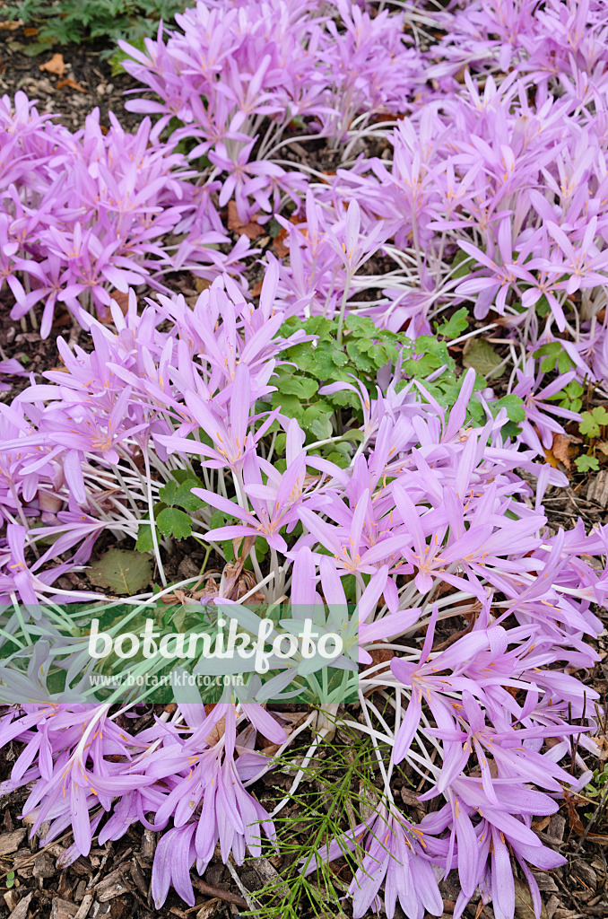 525124 - Colchique d'automne (Colchicum autumnale)