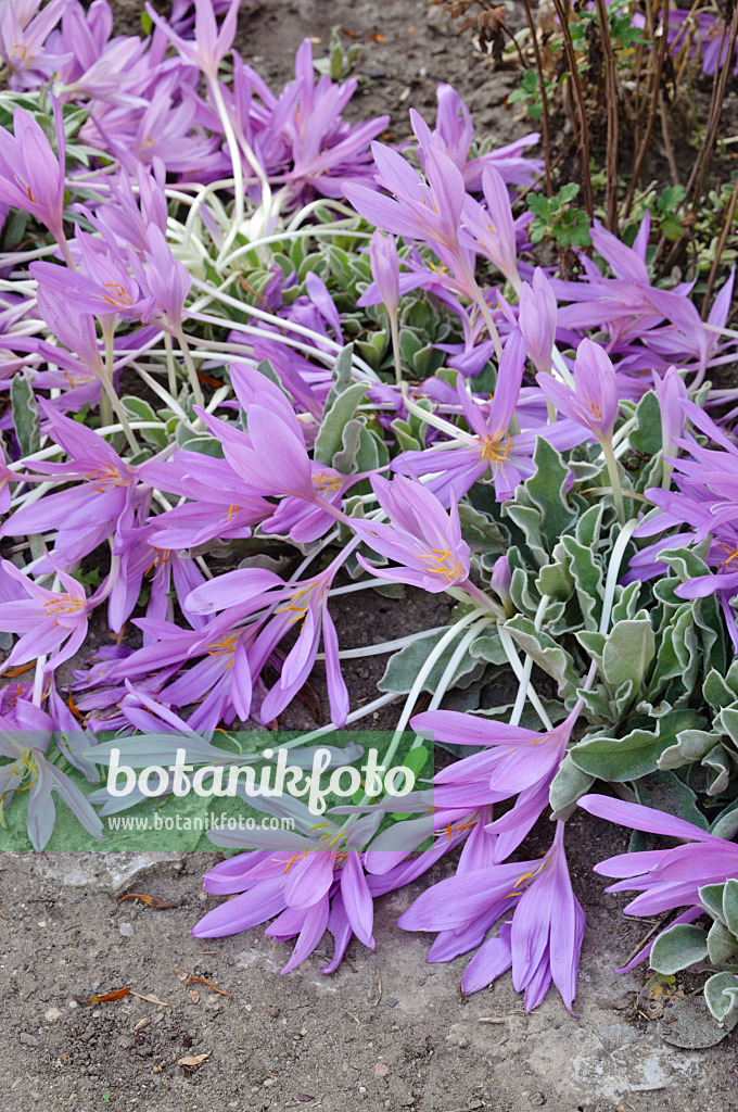 476201 - Colchique d'automne (Colchicum speciosum)