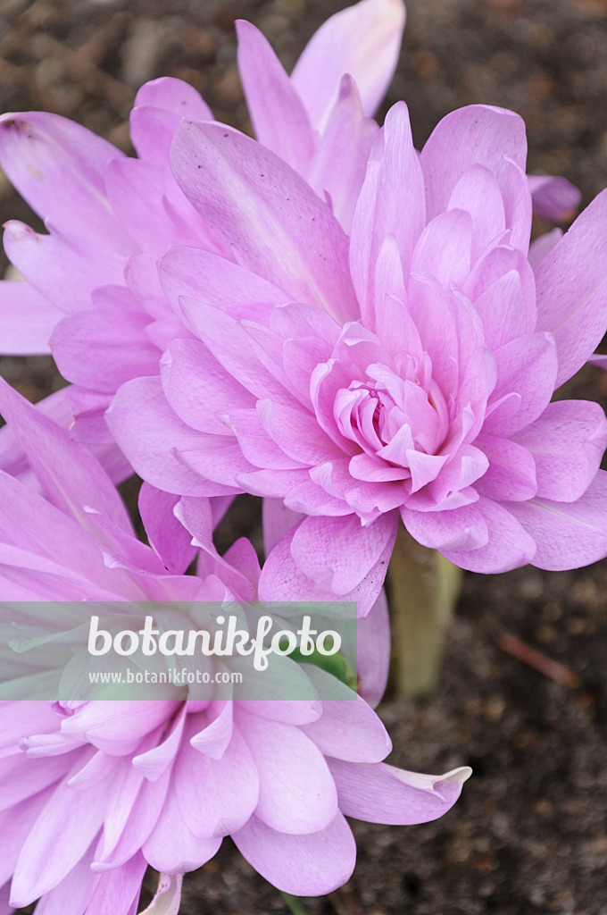 489024 - Colchique d'automne (Colchicum Waterlily)