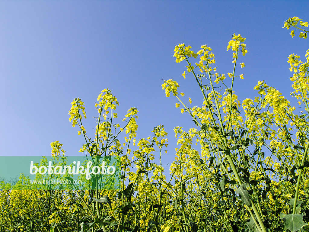 425004 - Colza (Brassica napus subsp. oleifera)