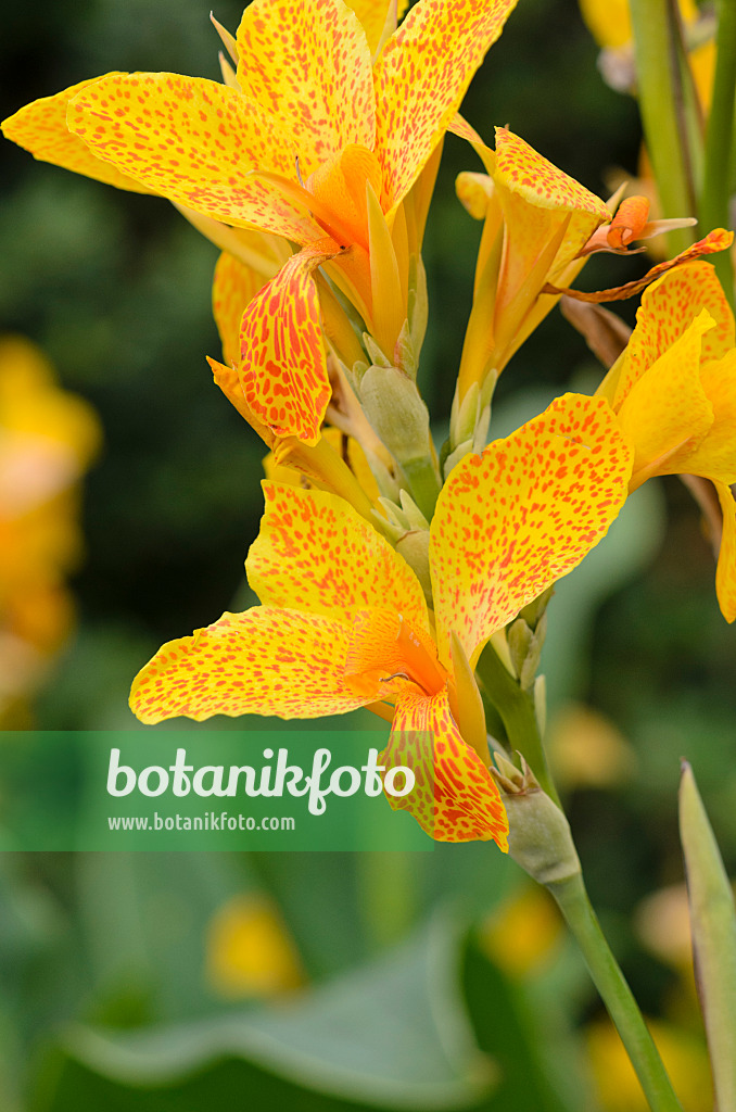 548091 - Conflore (Canna indica 'Golden Gate')