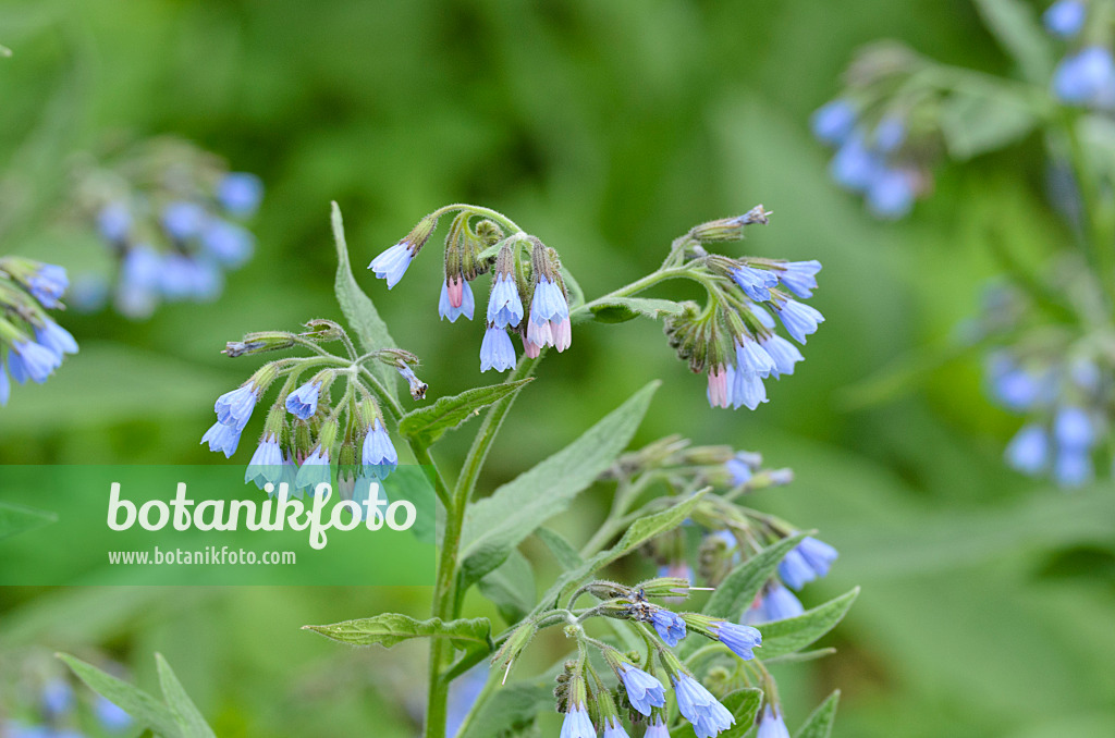 507189 - Consoude à fleurs bleues (Symphytum azureum)