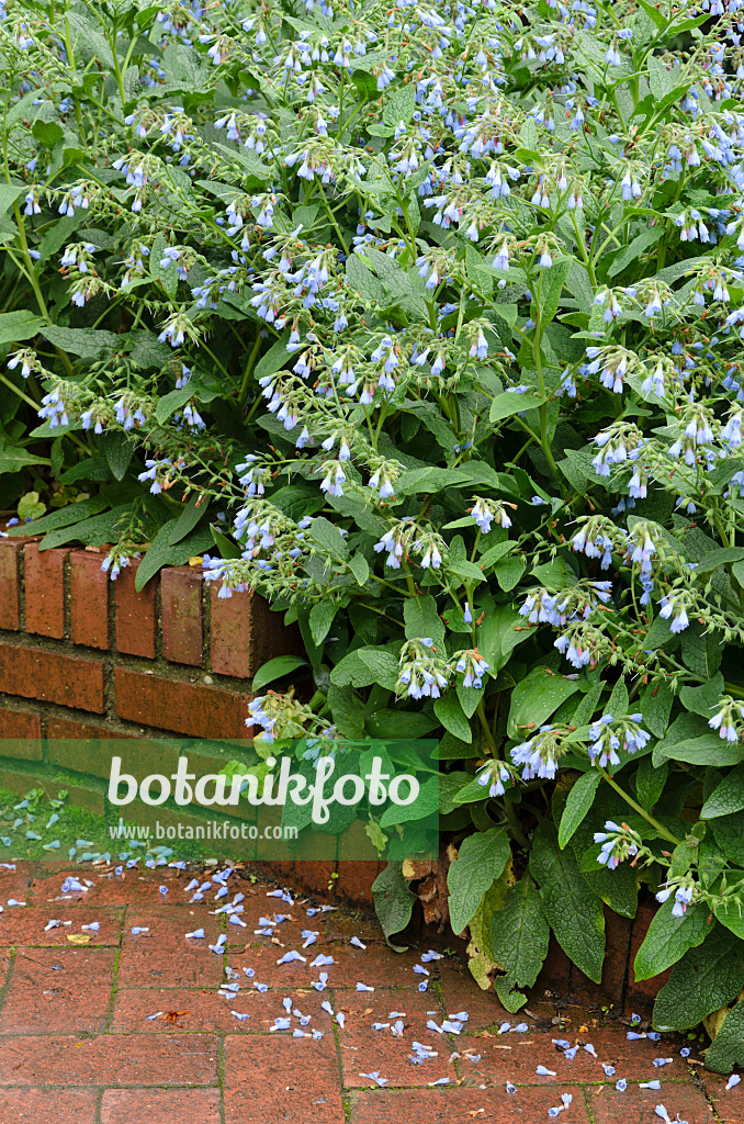 508137 - Consoude à fleurs bleues (Symphytum azureum)