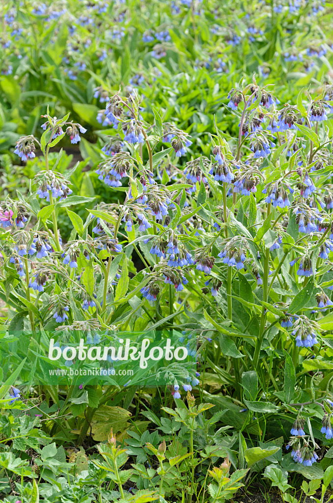 544039 - Consoude à fleurs bleues (Symphytum azureum)