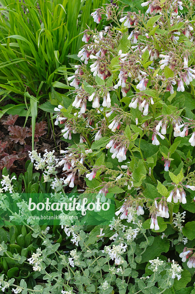 472030 - Consoude à grandes fleurs (Symphytum grandiflorum)