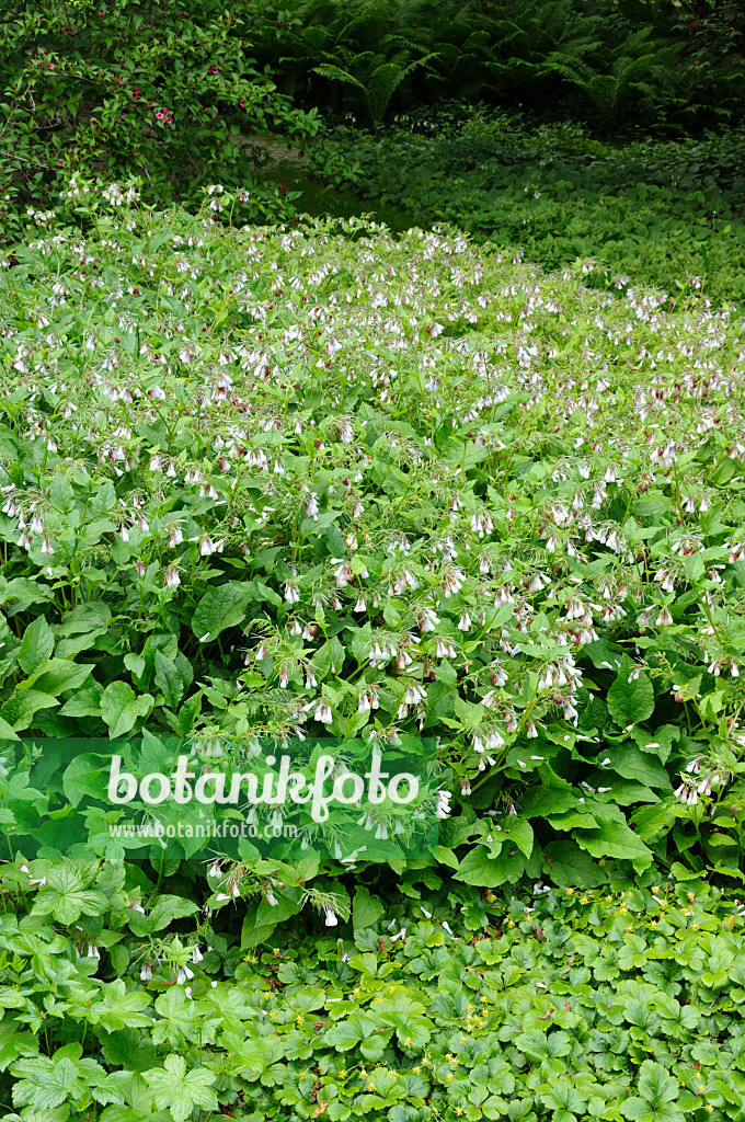 472228 - Consoude à grandes fleurs (Symphytum grandiflorum)