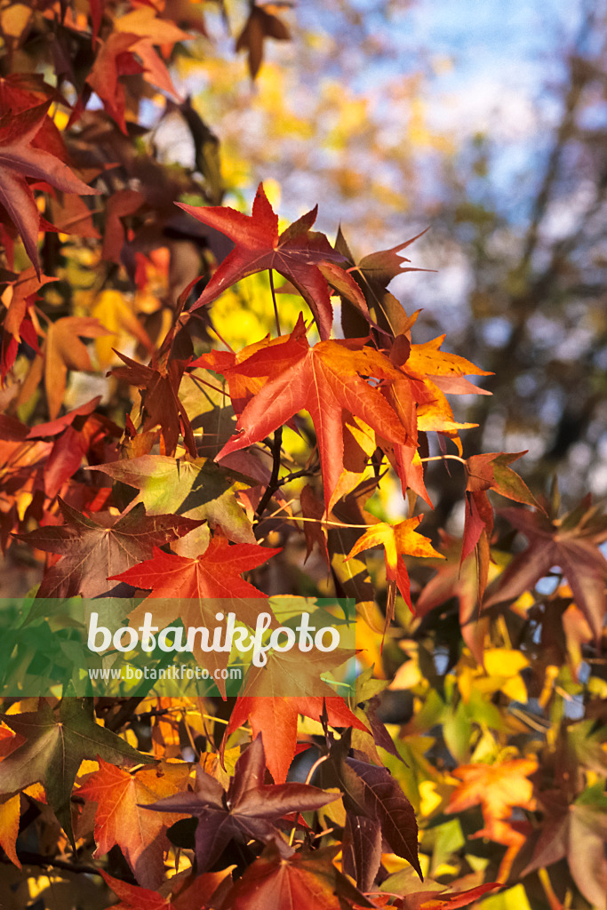 371002 - Copalme d'Amérique (Liquidambar styraciflua)