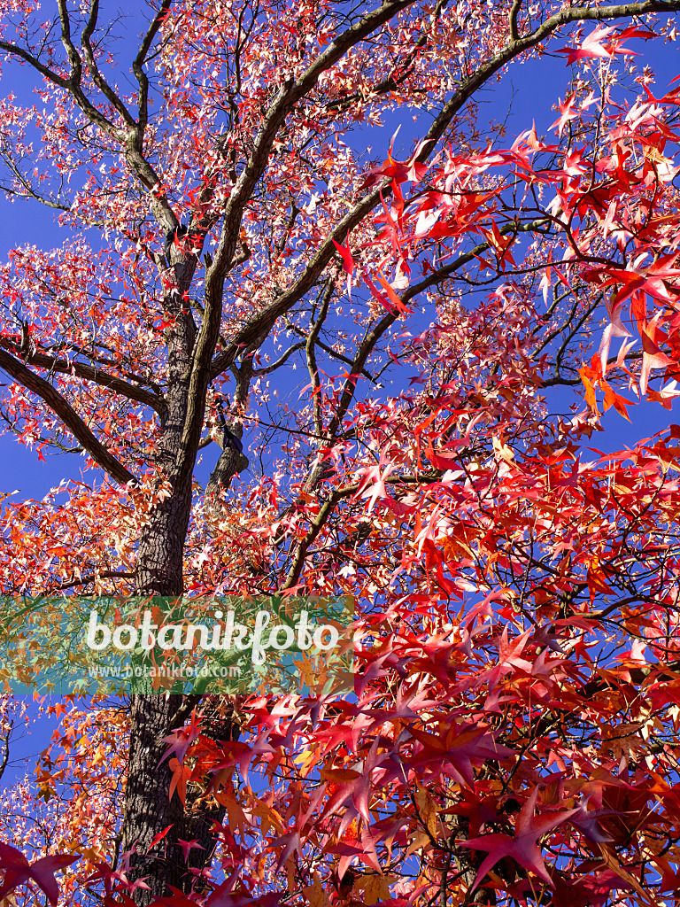 465239 - Copalme d'Amérique (Liquidambar styraciflua)