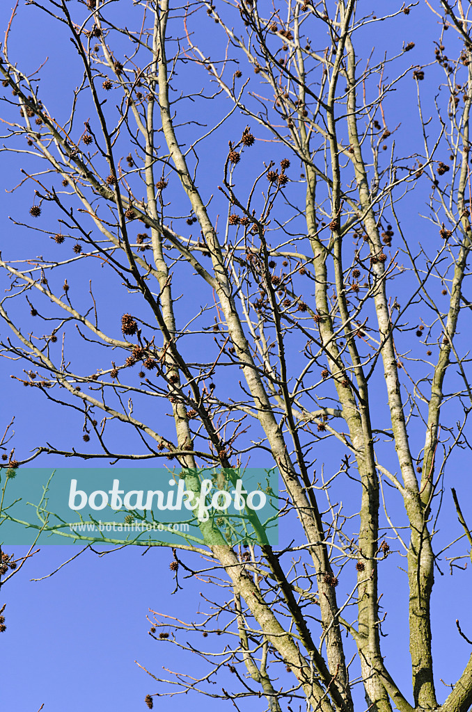 492030 - Copalme d'Amérique (Liquidambar styraciflua)