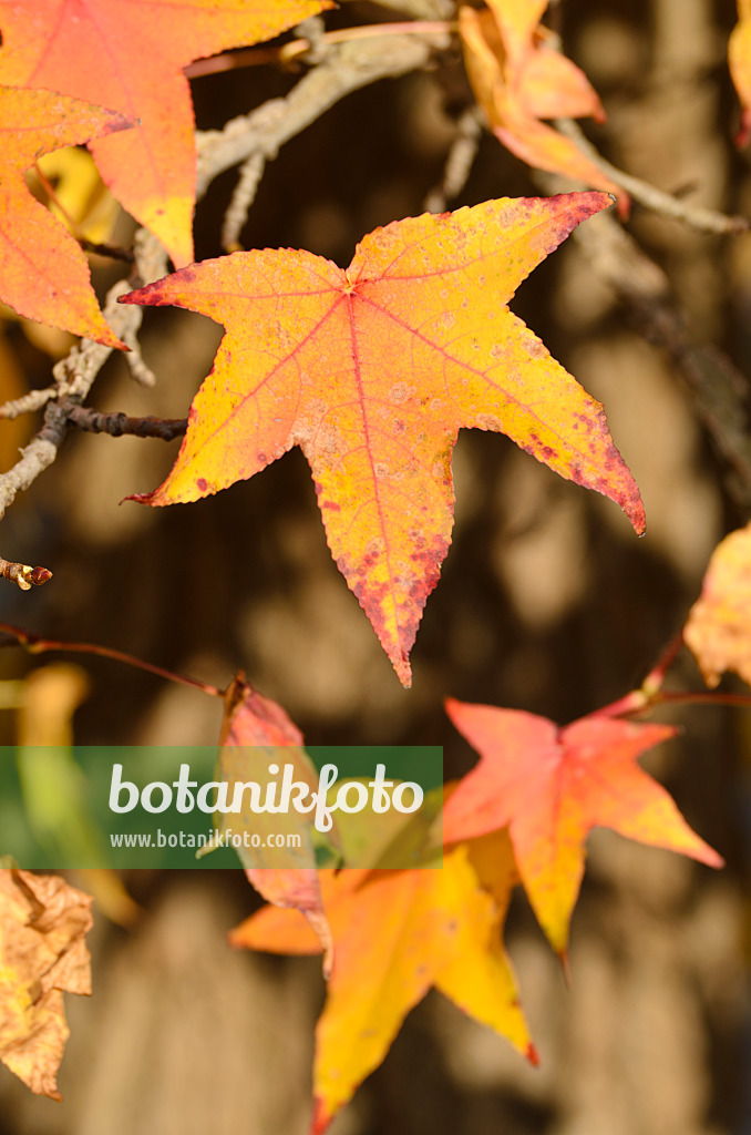 502022 - Copalme d'Amérique (Liquidambar styraciflua)