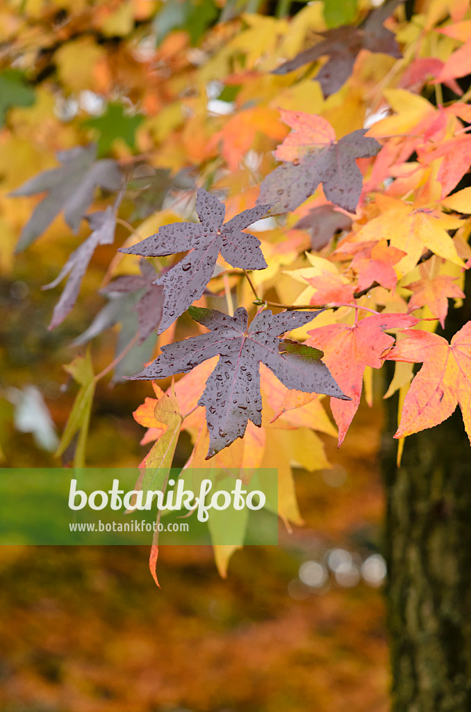 525390 - Copalme d'Amérique (Liquidambar styraciflua)