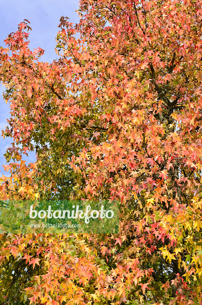 525424 - Copalme d'Amérique (Liquidambar styraciflua)