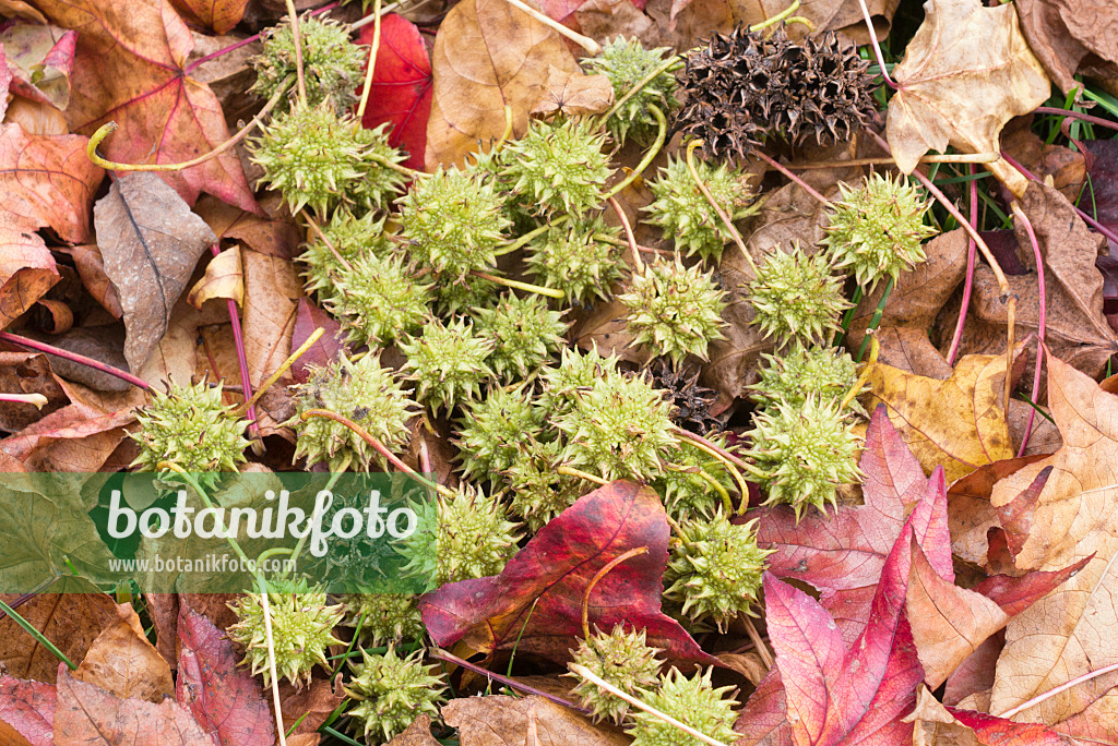 550028 - Copalme d'Amérique (Liquidambar styraciflua)