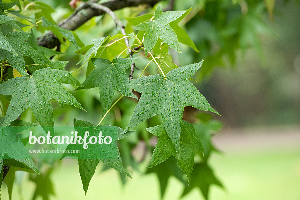 616259 - Copalme d'Amérique (Liquidambar styraciflua)