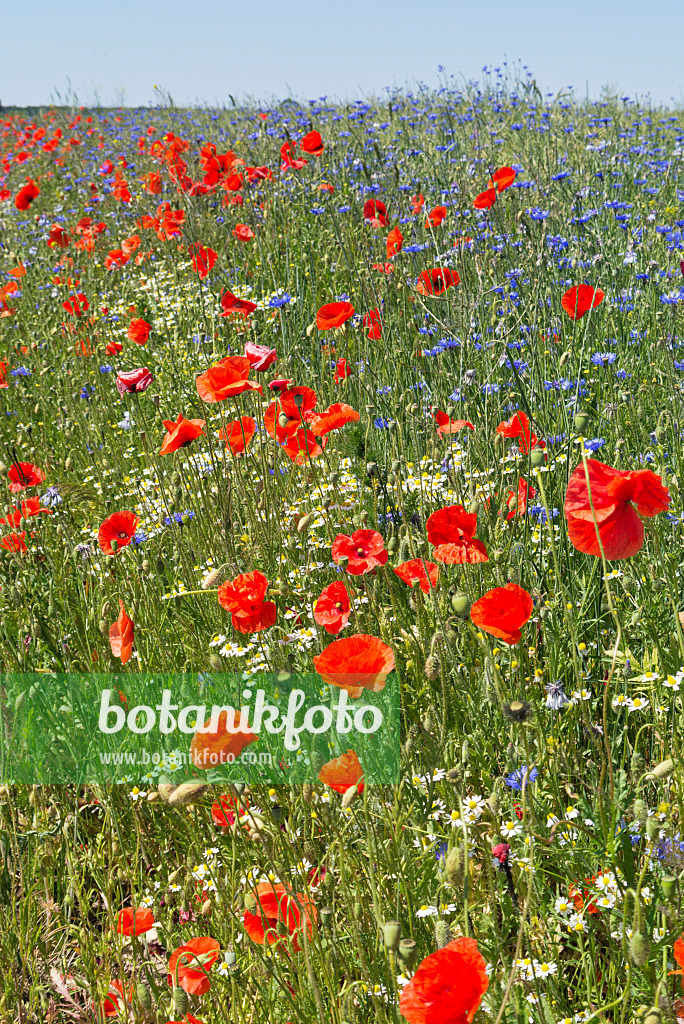 545149 - Coquelicot (Papaver rhoeas), marguerite commune (Leucanthemum vulgare) et centaurée bleuet (Centaurea cyanus)