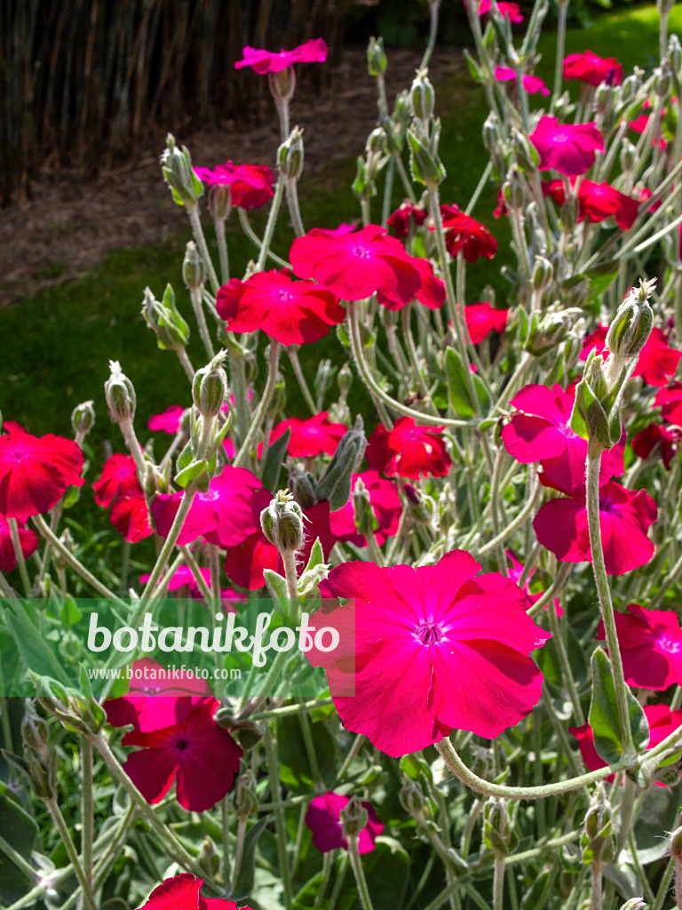 414161 - Coquelourde des jardins (Lychnis coronaria syn. Silene coronaria)