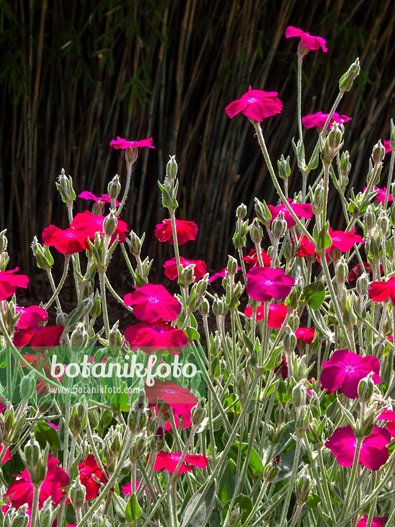 414164 - Coquelourde des jardins (Lychnis coronaria syn. Silene coronaria)