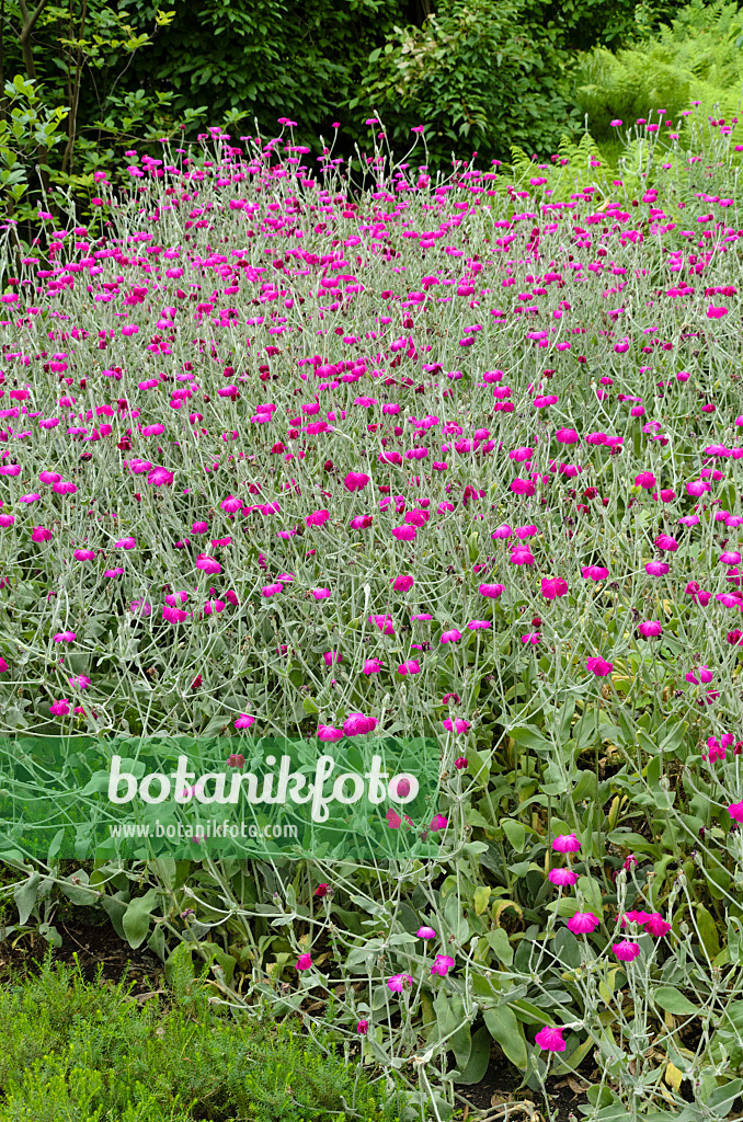 498076 - Coquelourde des jardins (Lychnis coronaria syn. Silene coronaria)