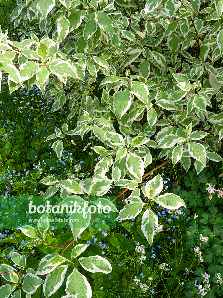 401248 - Cornouiller blanc (Cornus alba 'Argenteomarginata')