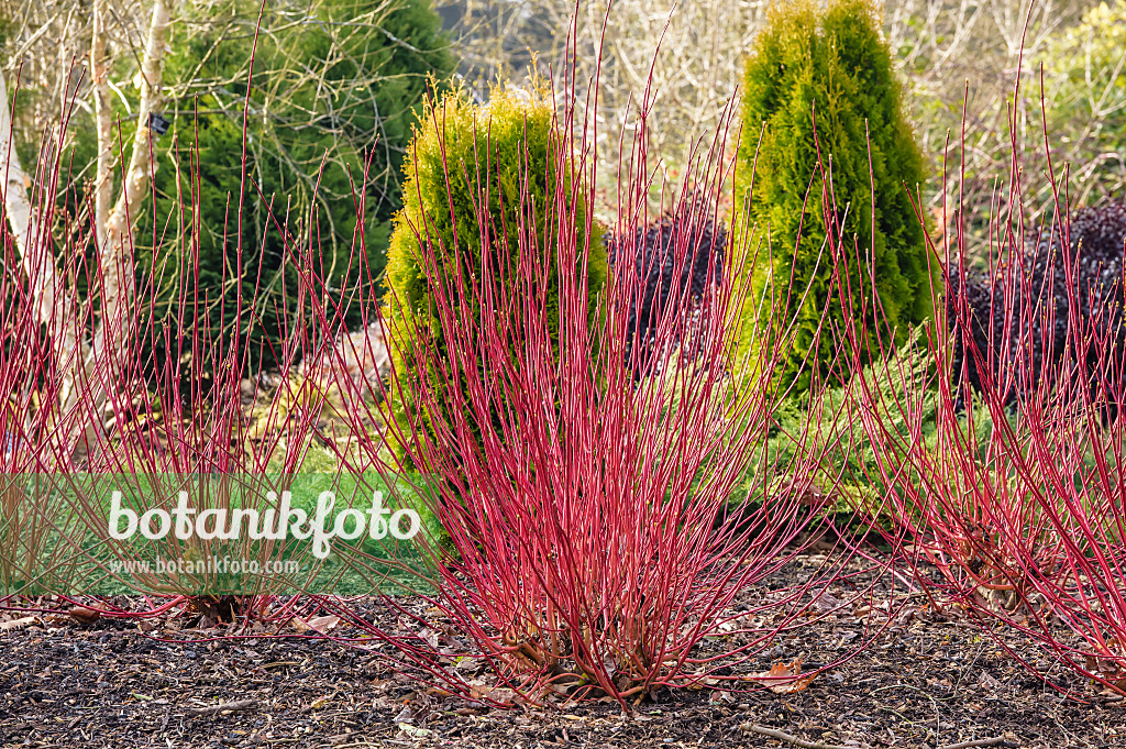 593054 - Cornouiller blanc (Cornus alba 'Sibirica')