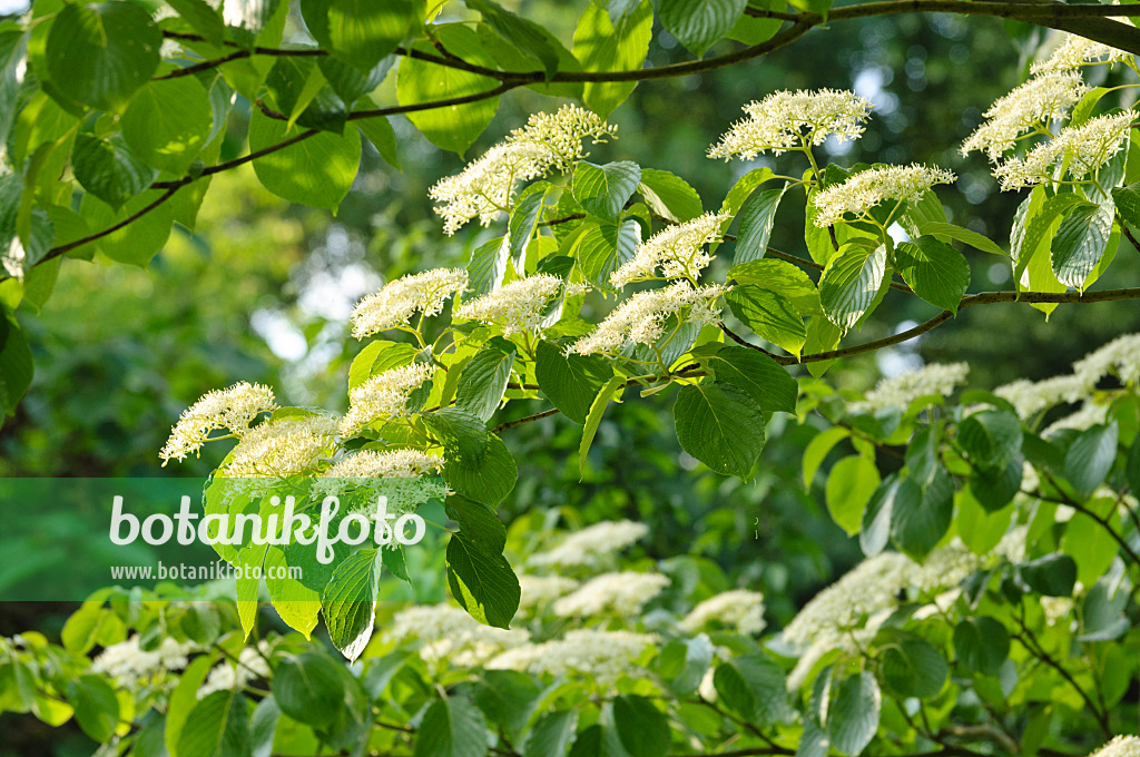 472251 - Cornouiller des pagodes (Cornus controversa)