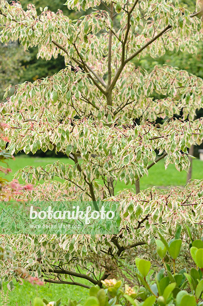 536036 - Cornouiller des pagodes (Cornus controversa 'Variegata')