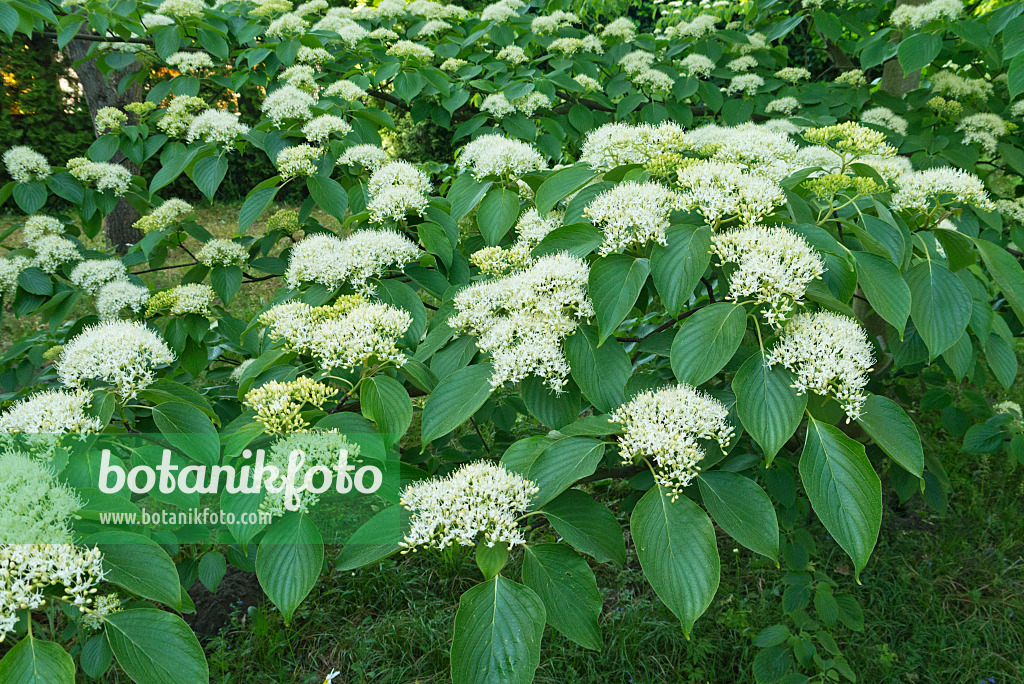 544176 - Cornouiller des pagodes (Cornus controversa)