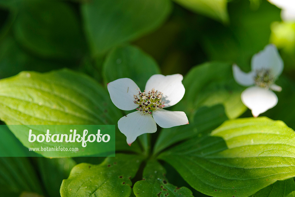 496169 - Cornouiller du Canada (Cornus canadensis)