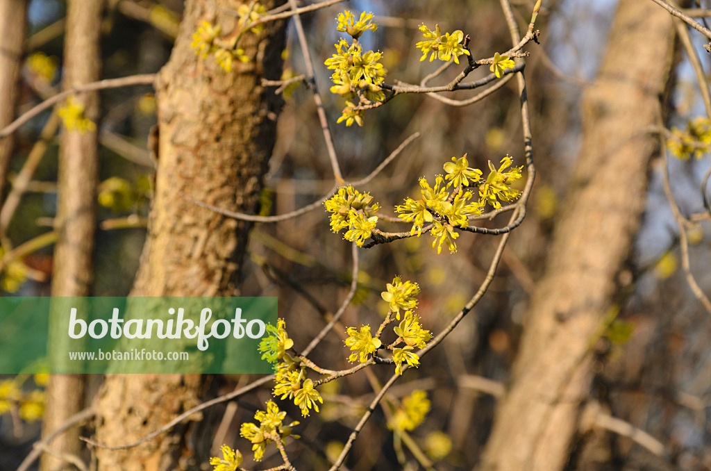 494074 - Cornouiller mâle (Cornus mas)