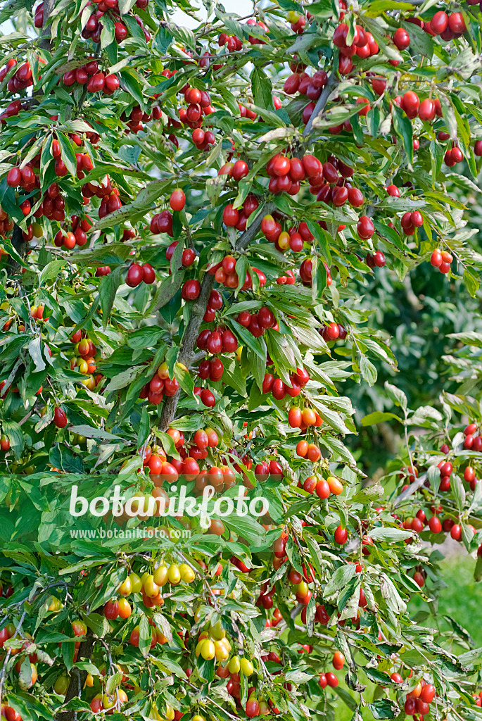 497376 - Cornouiller mâle (Cornus mas 'Kasanlak')