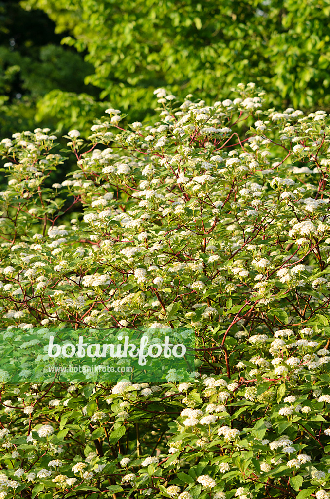 520347 - Cornouiller sanguin (Cornus sanguinea)